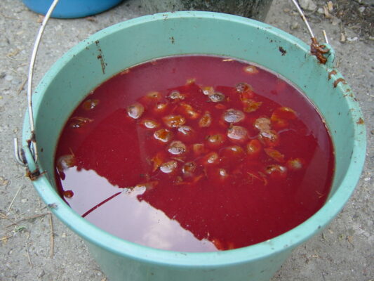 Śliwowica: do śliwek marsz! Krótka historia i zasady spożywania