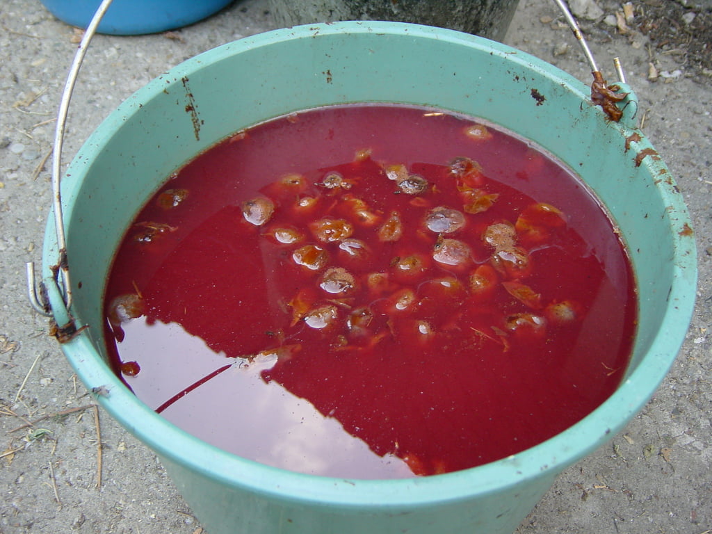 Śliwowica: do śliwek marsz! Krótka historia i zasady spożywania