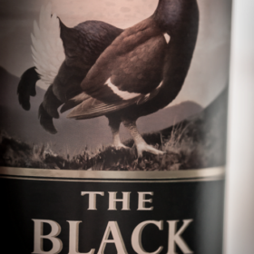 Black Grouse