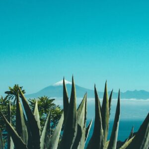 Czy Cenote Tequila Blanco Zmieni Twoje Podejście do Tequili? Pełna Recenzja!
